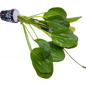 Echinodorus sp. 'Lena' [koszyk]