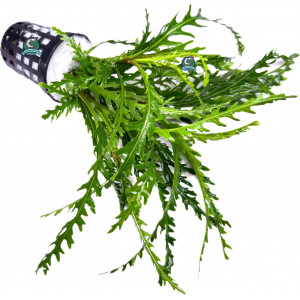 Hygrophila odora [koszyk]
