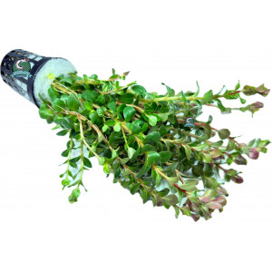 Rotala rotundifolia 'Blood Red' [koszyk]