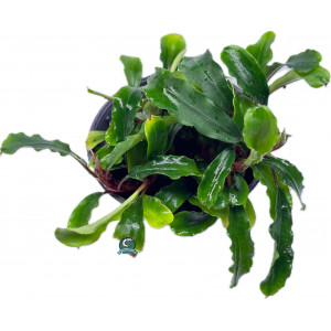 Bucephalandra sp. 'Wavy Green' [koszyk]