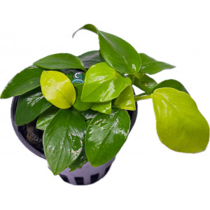 Anubias nana 'Gold' [koszyk]