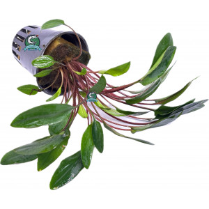 Cryptocoryne beckettii 'Viridifolia' [koszyk]