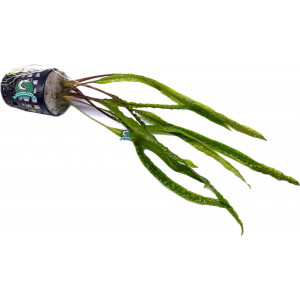 Cryptocoryne crispatula 'Balansae' [koszyk]
