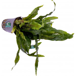 Microsorum sp. 'India' [koszyk]