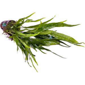 Microsorum pteropus [koszyk]