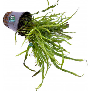 Microsorum pteropus 'Trident' [koszyk]