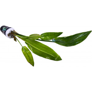 Cryptocoryne ciliata [koszyk]