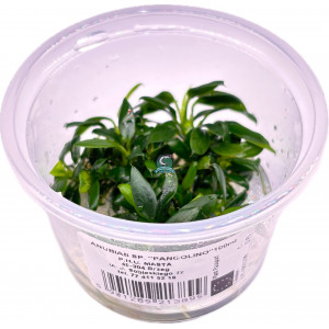 Anubias nana 'Pangolino' [porcja in vitro 100 ml]