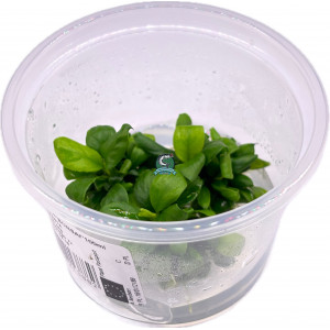 Anubias nana 'Bonsai' [porcja in vitro 100 ml]