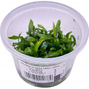 Anubias barteri var. nana glabra 'Small Leaf' [porcja in vitro 100 ml]
