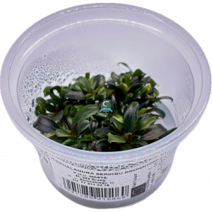 Bucephalandra sp. 'Serimbu Brown' [porcja in vitro 100 ml]