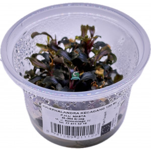 Bucephalandra sp. 'Kedagang' [porcja in vitro 100 ml]