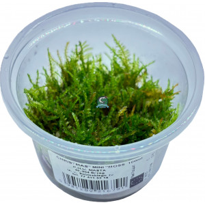 Mech Vesicularia sp. 'Mini Christmas Moss' [porcja in vitro 100 ml]