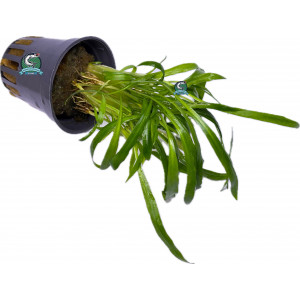 Cryptocoryne costata [koszyk]