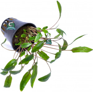 Cryptocoryne moehlmannii [koszyk]
