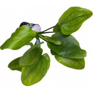 Echinodorus sp. 'Impai' [koszyk]