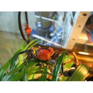 Krab Geosesarma hagen 'Red Devil'