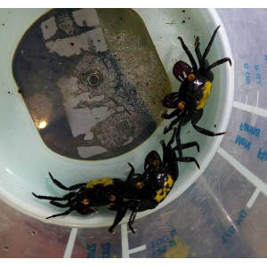 Krab Geosesarma dennerle 'Vampire'