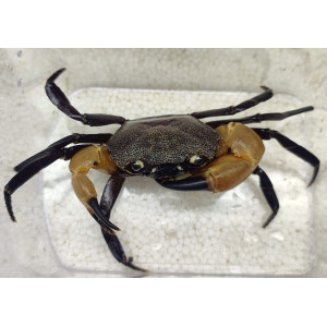 Krab White Claw (Syntripsa flavichela)