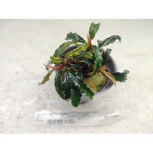 Bucephalandra sp. 'Motleyana Melawi' [koszyk]