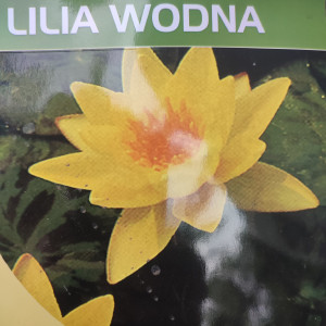 Lilia wodna, grzybień Nymphaea 'Charlene Strawn'
