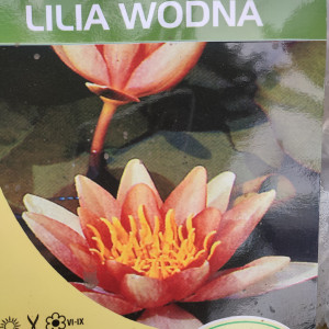 Lilia wodna, grzybień Nymphaea 'Sioux'