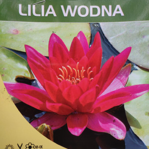 Lilia wodna, grzybień Nymphaea 'Attraction'