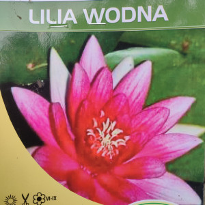 Lilia wodna, grzybień Nymphaea 'Conqueror'