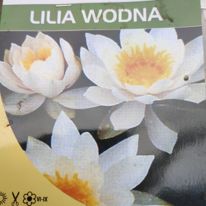Lilia wodna, grzybień Nymphaea 'Hermine'