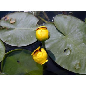 Grążel żółty Nuphar lutea