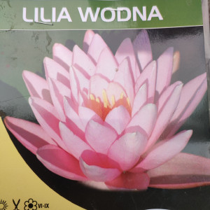 Lilia wodna, grzybień Nymphaea 'Hollandia'