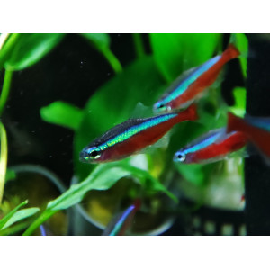 Neon czerwony (Paracheirodon axelrodi)