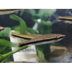 Drobnoustek Beckforda (Nannostromus beckfordi)