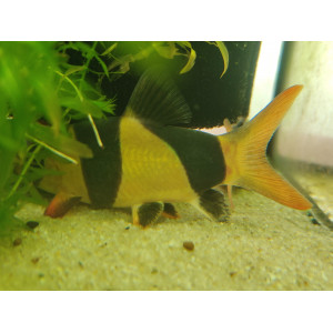Bocja wspaniała (Chromobotia macracanthus)