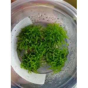 Wątrobowiec Riccardia chamedryfolia - Mini Pelia [porcja in vitro 80 ml]
