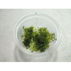 Wątrobowiec Riccardia chamedryfolia - Mini Pelia [porcja]