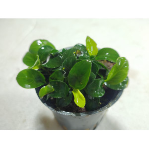 Anubias nana 'Bolang' [koszyk]