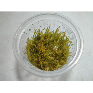 Mech Vesicularia farriei 'Weeping Moss' [porcja in vitro 80 ml]