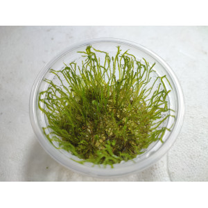Mech Taxiphyllum sp. 'Spiky Moss' [porcja in vitro 80 ml]