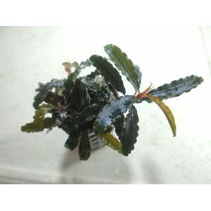 Bucephalandra sp. 'Theia Red' [koszyk]