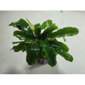Bucephalandra sp. 'Green Velvet' [koszyk]