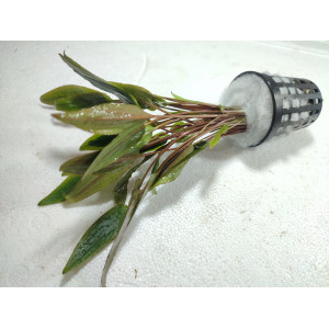 Cryptocoryne axelrodii [koszyk]