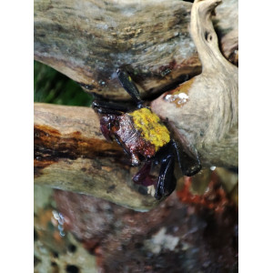 Krab Geosesarma sp. 'Tricolor'