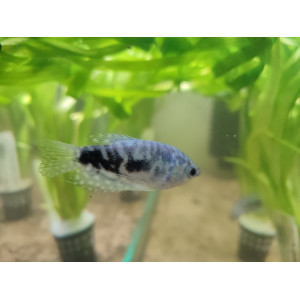 Gurami marmurkowy (Trichopodus trichopterus)