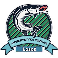 Akwarystyka Poznań Łosoś